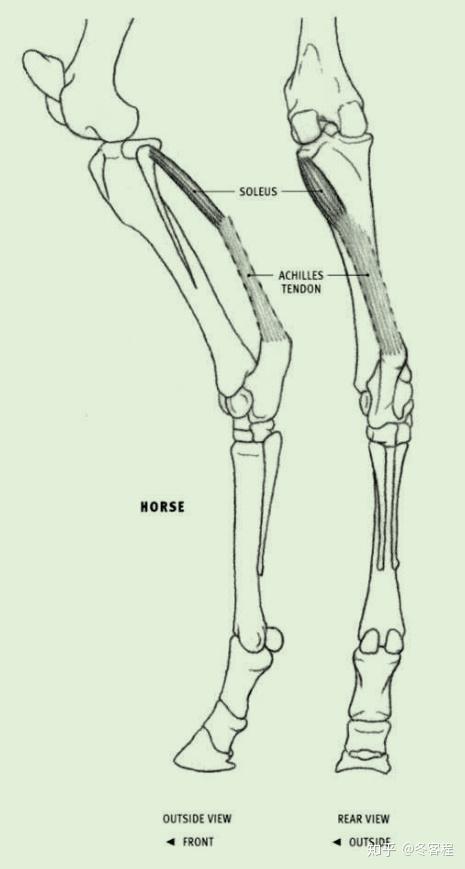 动物肌肉后肢比目鱼肌
