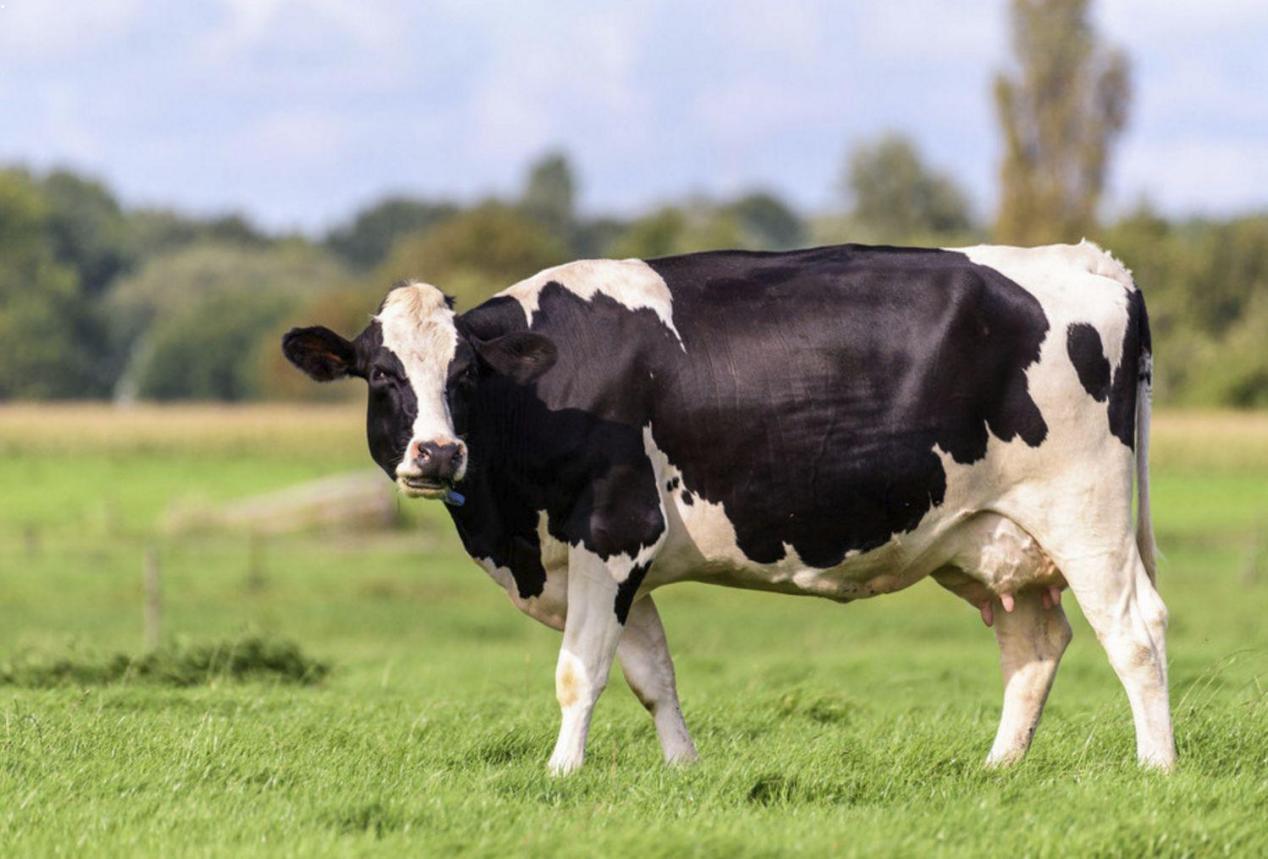 公牛挤不出奶奶牛拉不动犁