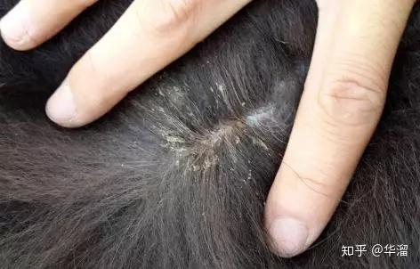 被狗的癞皮病坑过的请进来