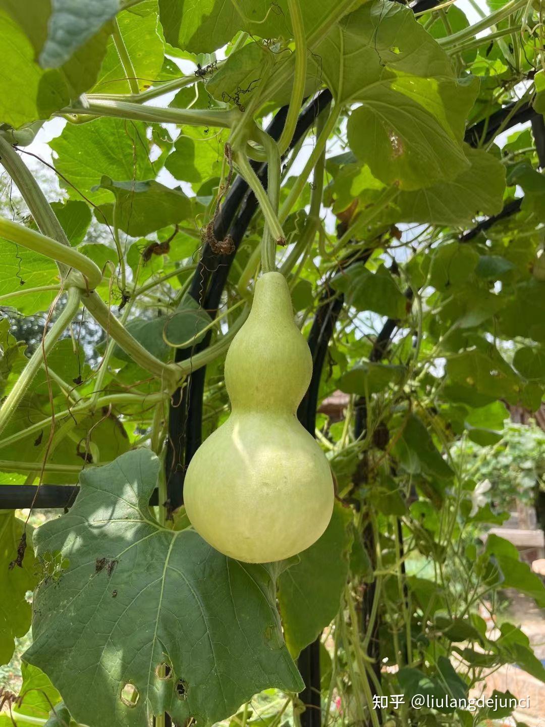 葫芦 - 知乎