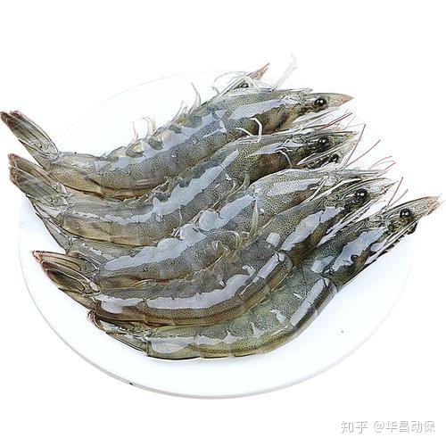 青虾养殖成活率低优兰宝帮您解决