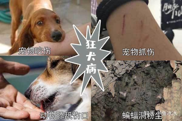 小猫有狂犬病毒吗图片