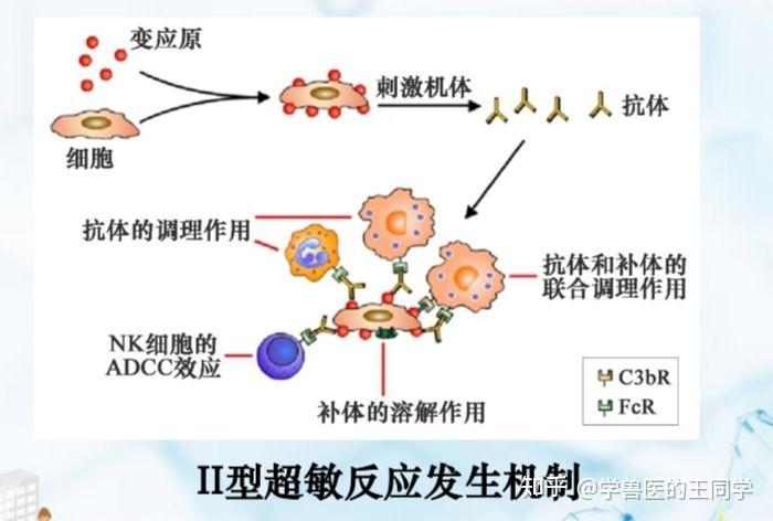 三,常见的Ⅱ型超敏反应性疾病1.输血反应2.新生儿溶血病3.