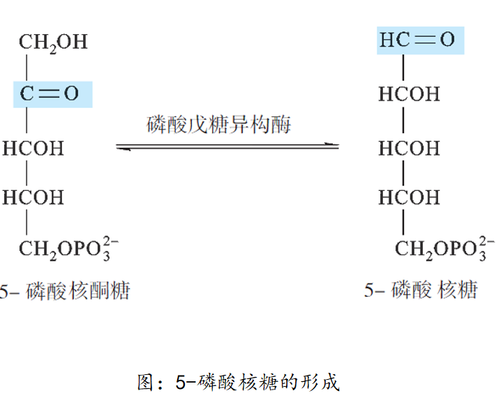 磷酸戊糖图片