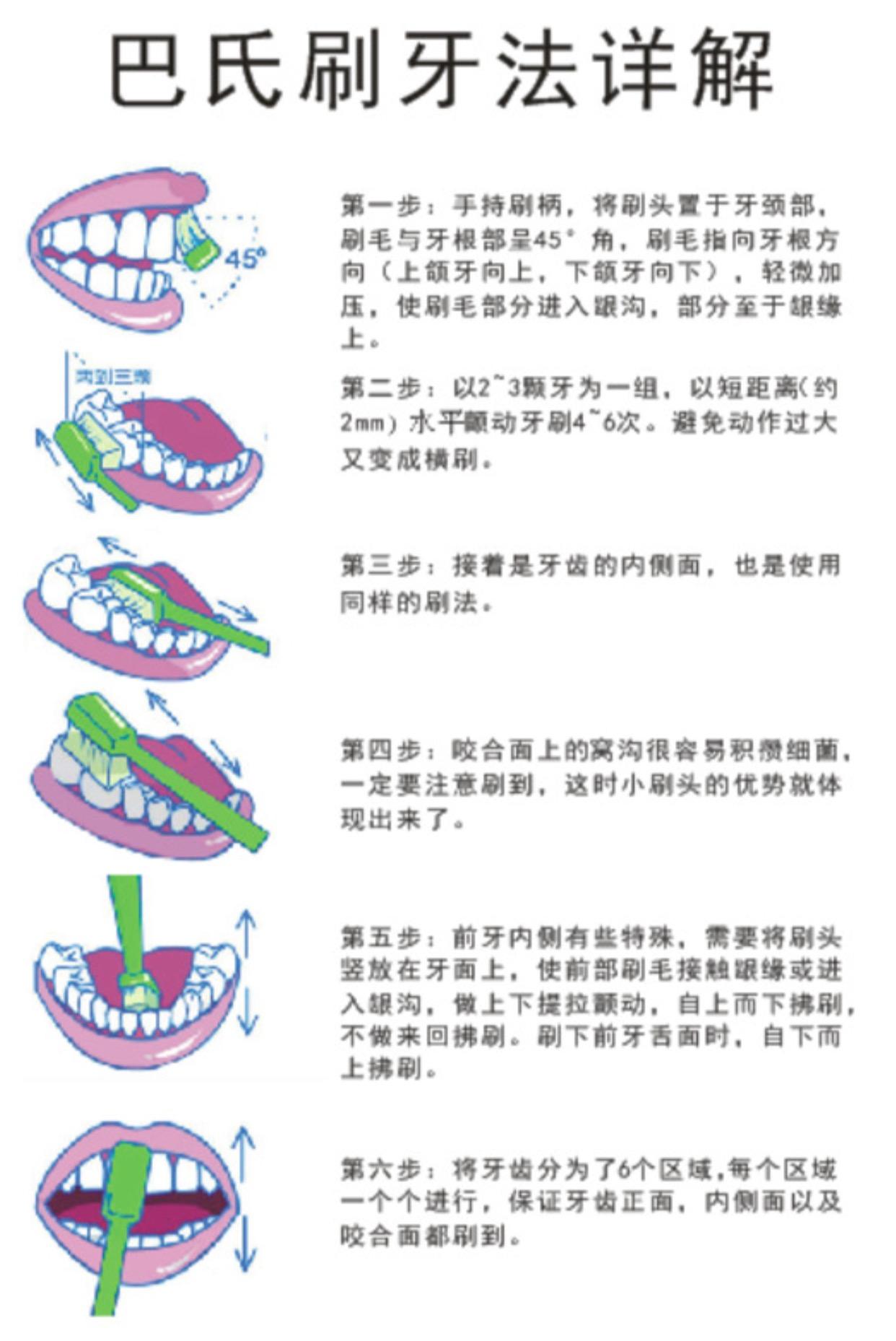 德国牙总人口_德国牧羊犬