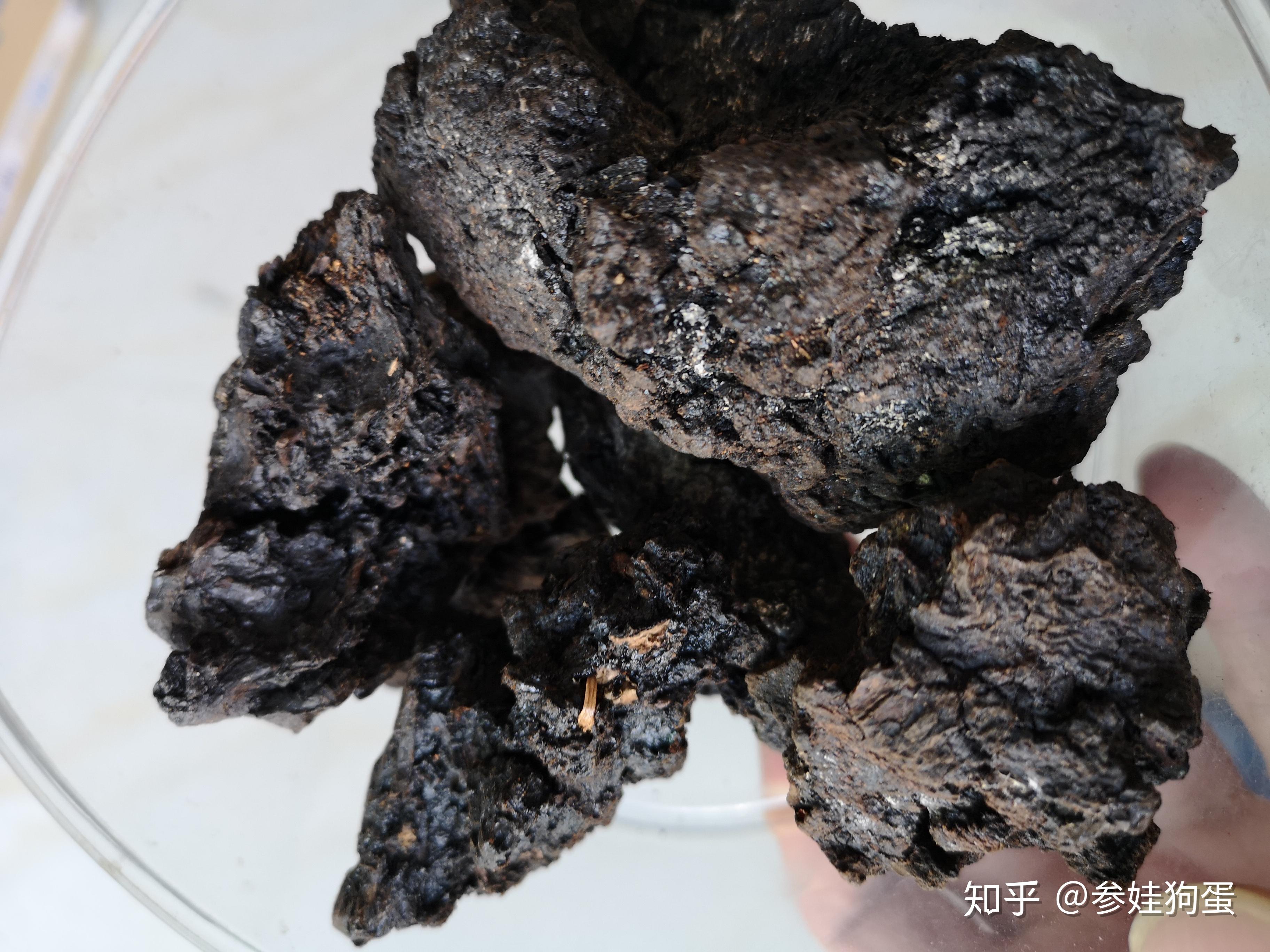 白桦茸哪里的最好桦树孔菌桦树茸有多少种