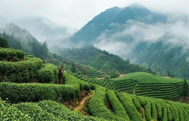 名山出名茶——开化龙顶 - 知乎