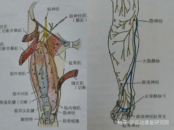 膝关节疼痛,腿打软?小心膝关节隐神经卡压 - 知乎