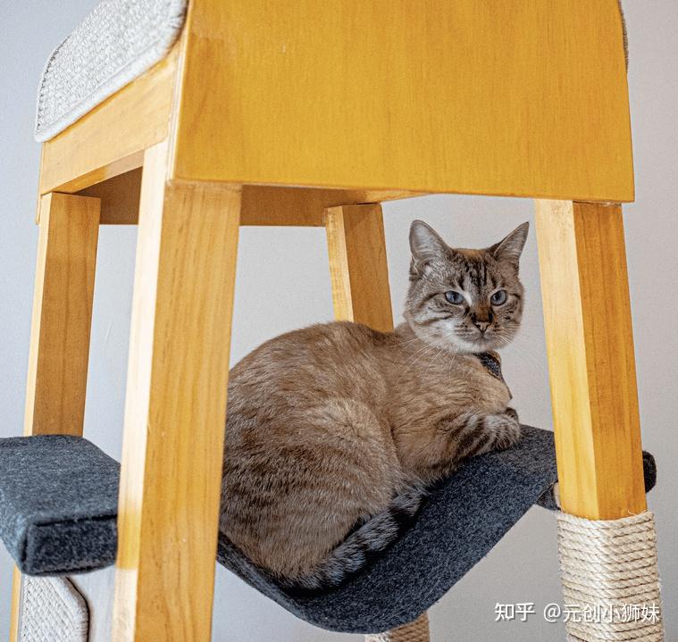 铲屎官们请注意!10款喵喵都说“nice”的猫爬架设计案例分享 - 知乎