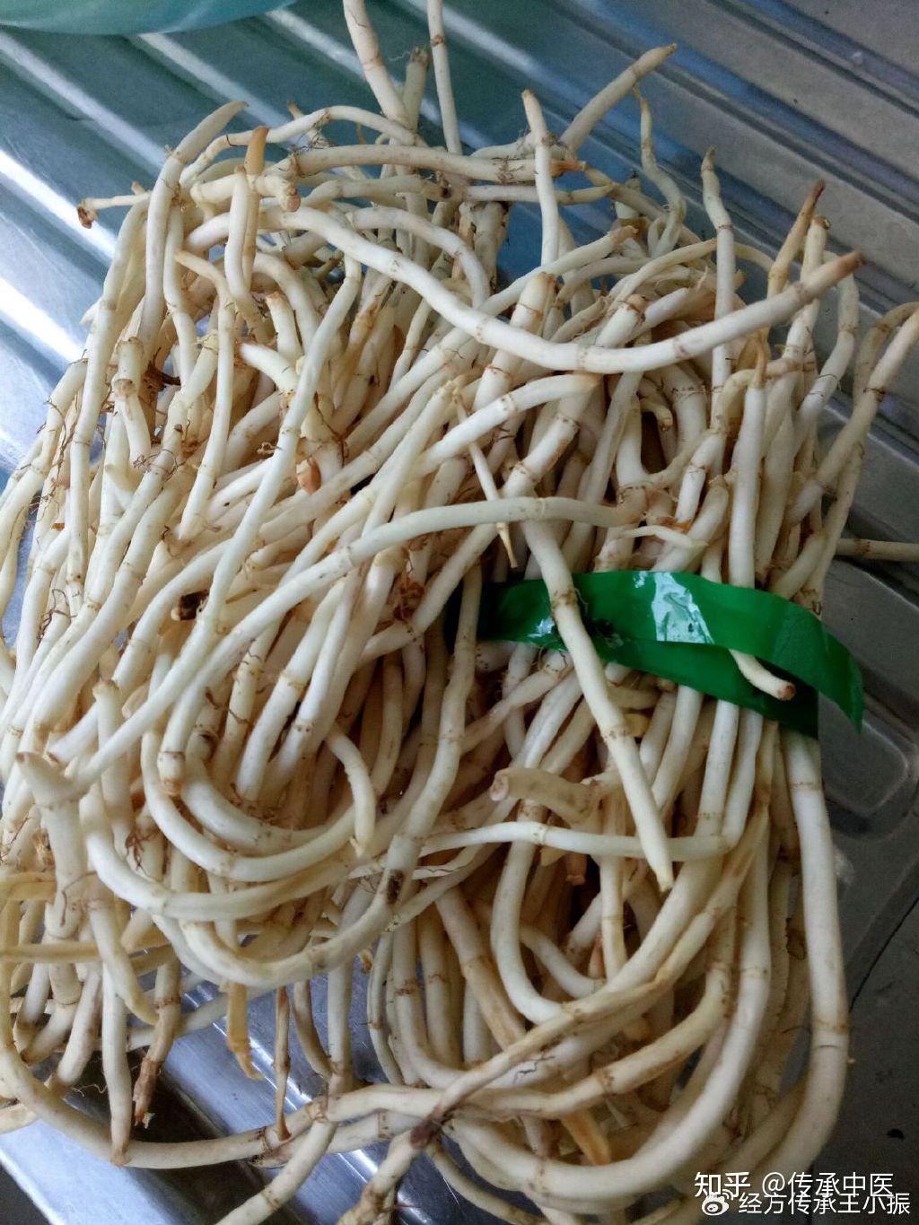 天然的消炎草,入药清热解毒,入食能下饭,全身炎症皆能用