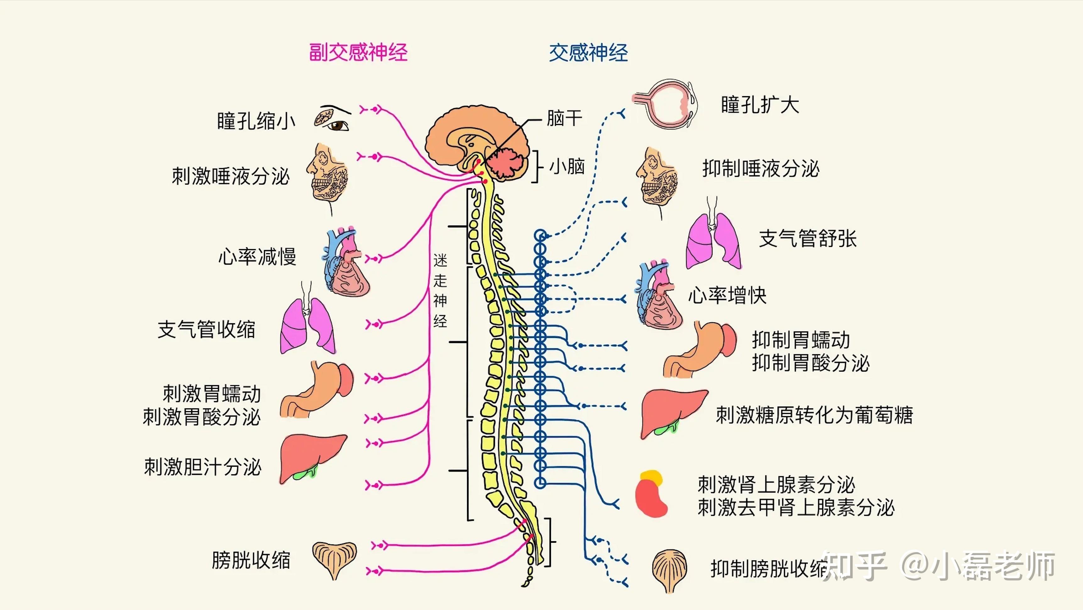 副交感神经系统 (psns)交感神经系统 (sns)自主神经系统由两个分支