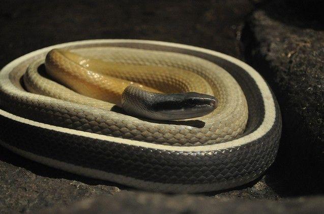 国蛇之美黑眉锦蛇