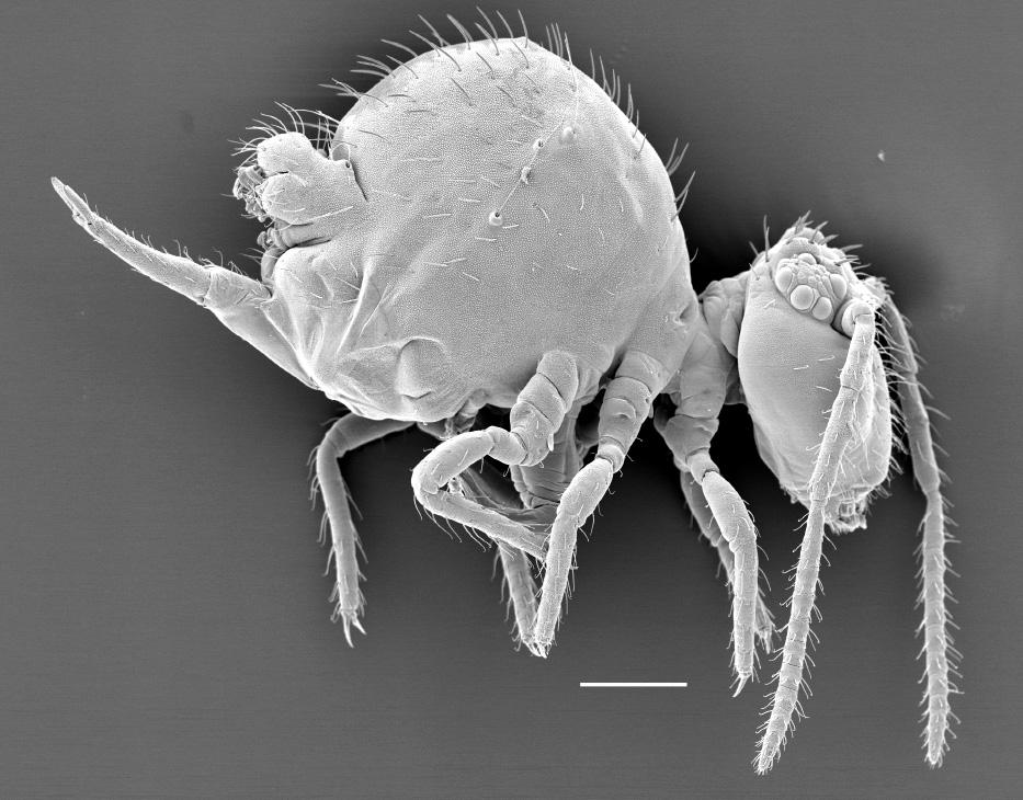 地球演义六足传奇2草蛇灰线