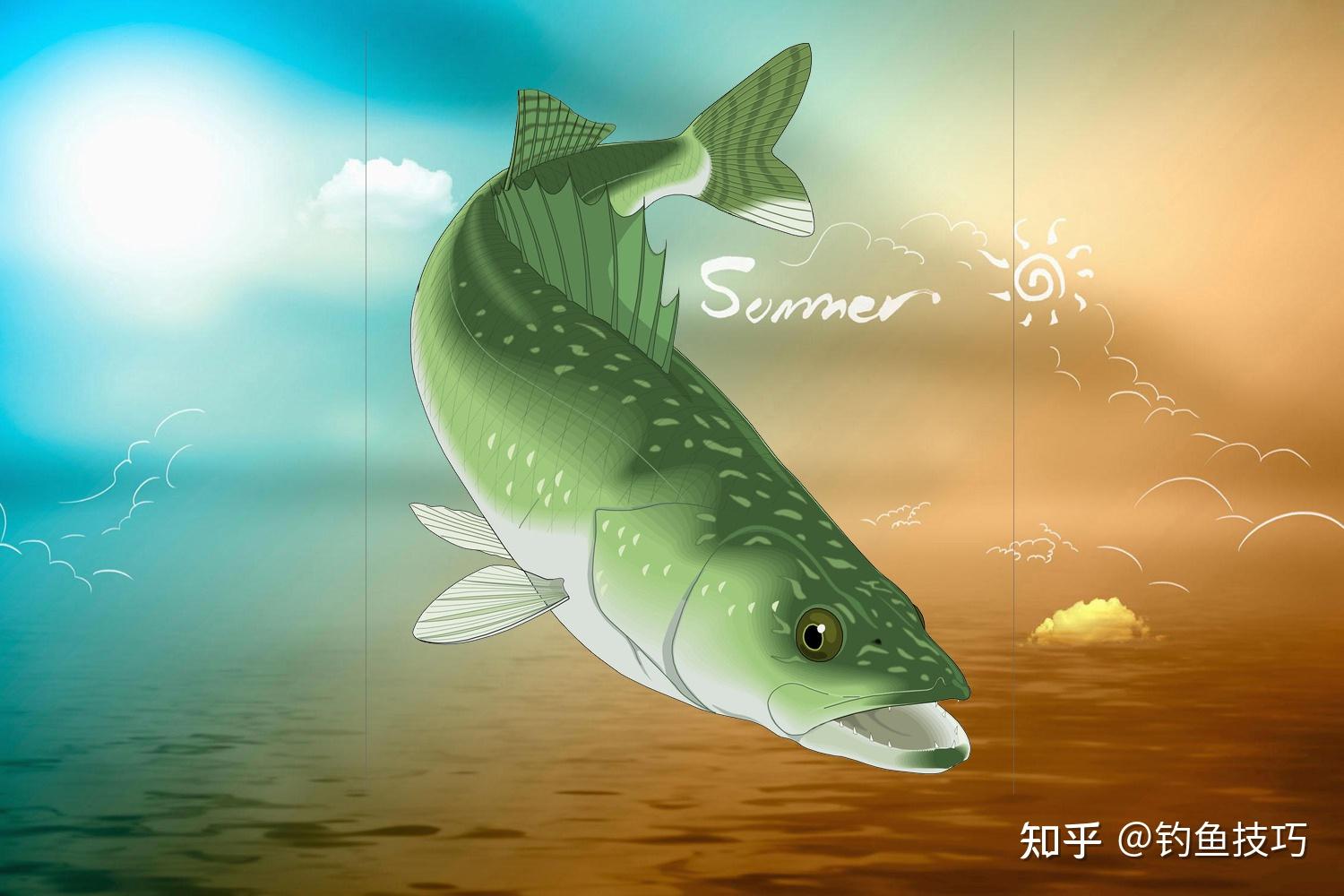 夏季钓青鱼用什么饵料比较好 夏季钓青鱼的最佳饵料