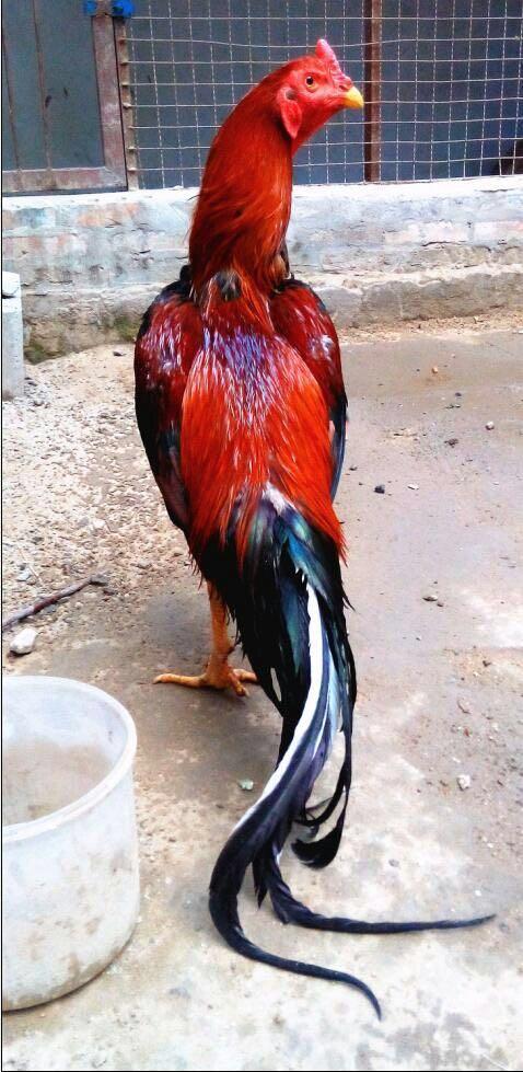 云南斗鸡作为现如今中国的四大斗鸡之一,其品质可以说是异常优异,根据