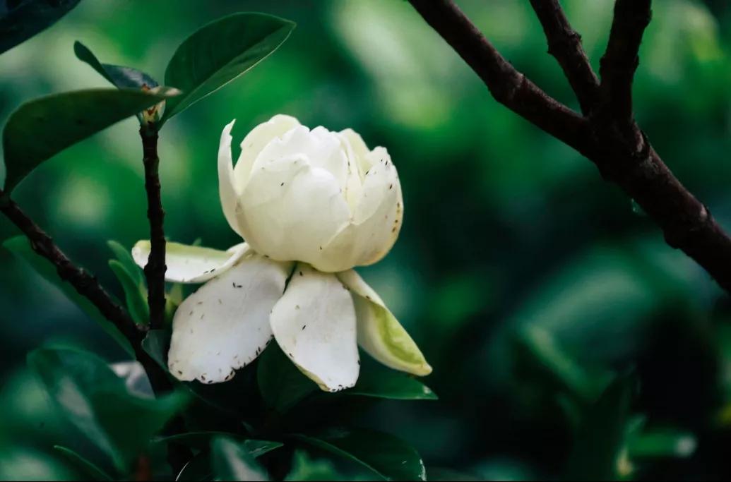 栀子花开,夏花之中最为香甚 - 知乎