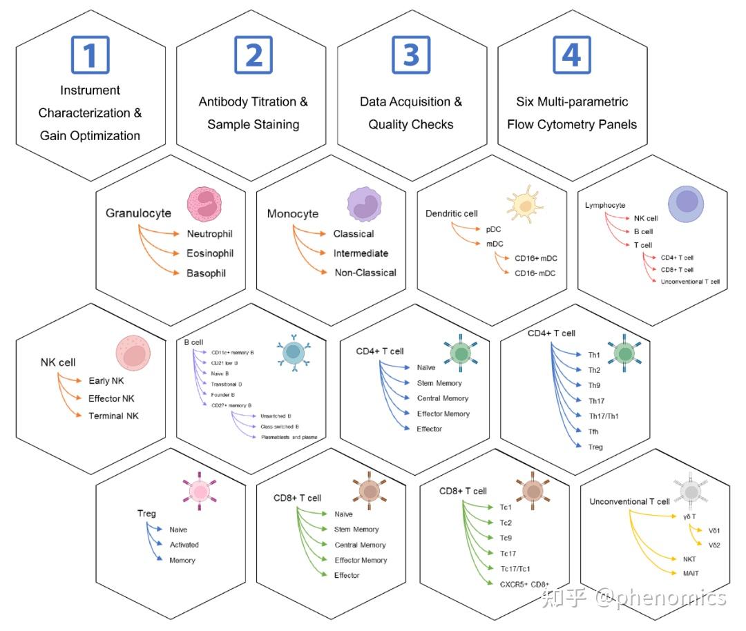 Phenomics|复旦大学钱峰团队发表文章:标准化多参数流式细胞术深度解析人体免疫细胞表型的新方案 - 知乎