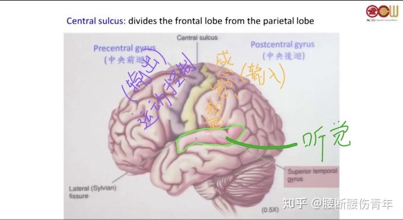 中央集权制与大脑的中央前后回的优越性及科学工业革命与人类处理加工信息能力在演化中的优越性 - 知乎