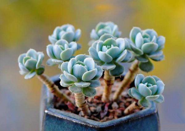 多肉植物怎么养成老桩呢?天价老桩养成记- 知乎