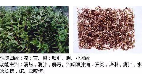 500余种中草药图  第176张