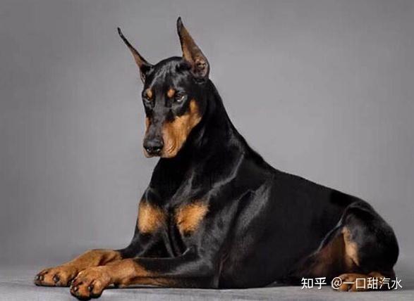 绅士帅气的杜宾犬，你了解多少呢？ - 知乎