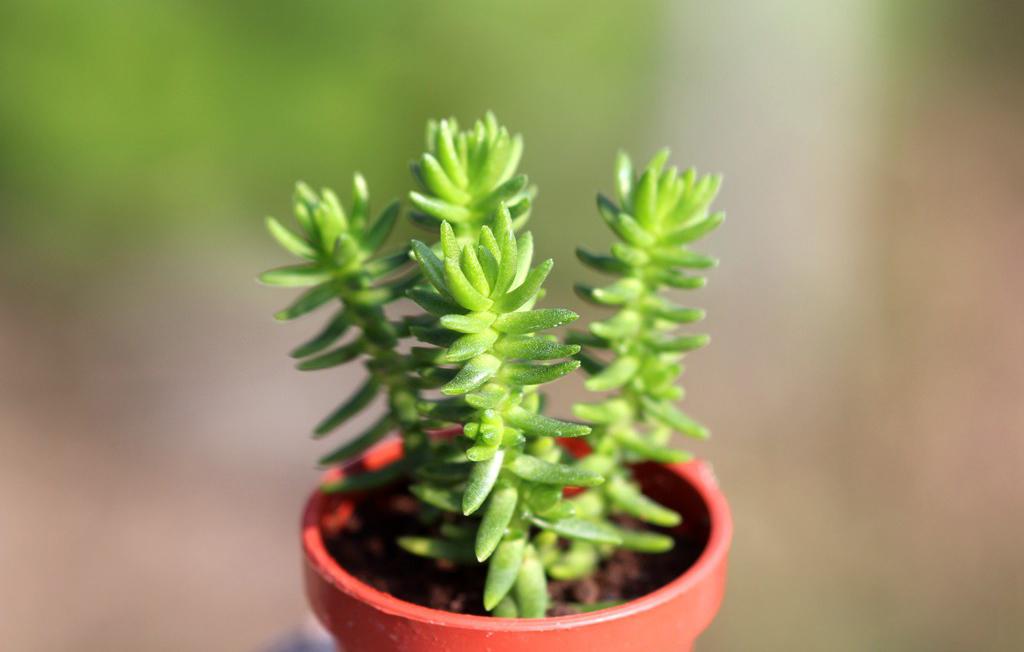 thirtynine若绿景天科青锁龙属