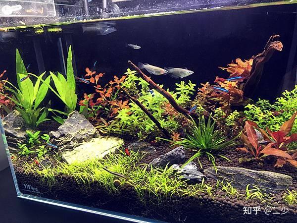新手入门:从零开始的水草缸设缸教学!