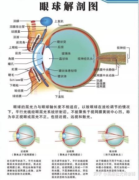 人眼屈光状态的发育
