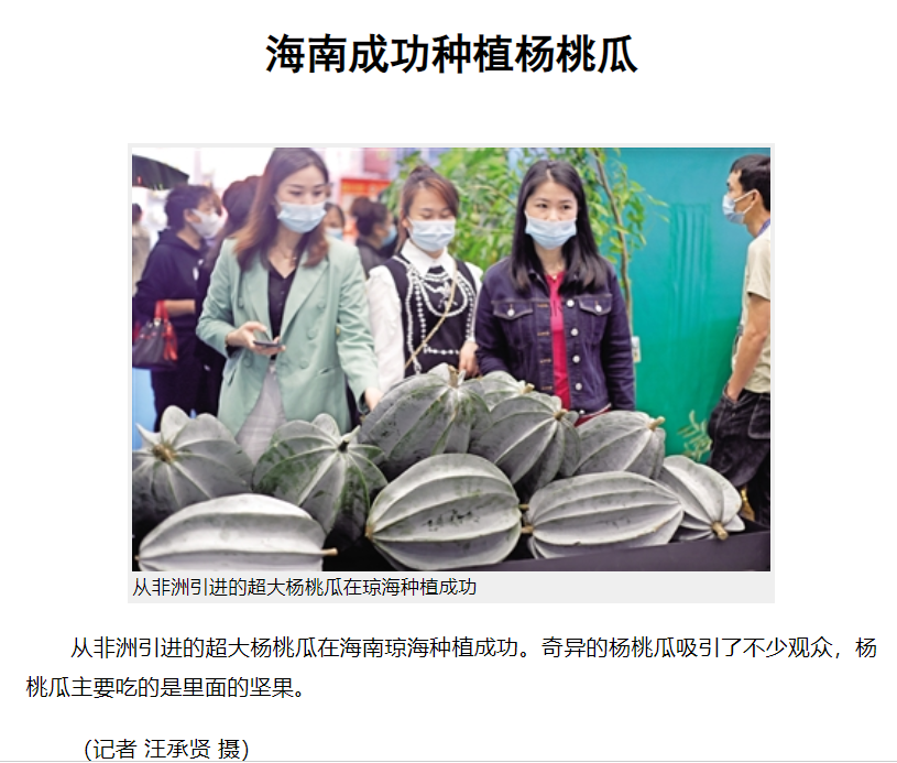 海南种出杨桃瓜,这是个什么大瓜? - 知乎