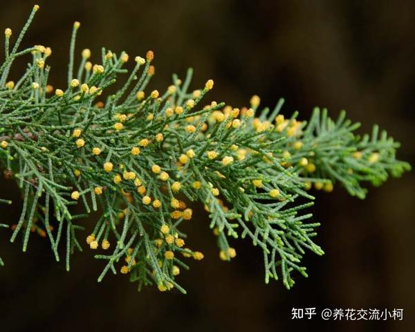 摸一下就有香味的香松,传言能驱蚊,养了后才发现易干枯,难呀! - 知乎