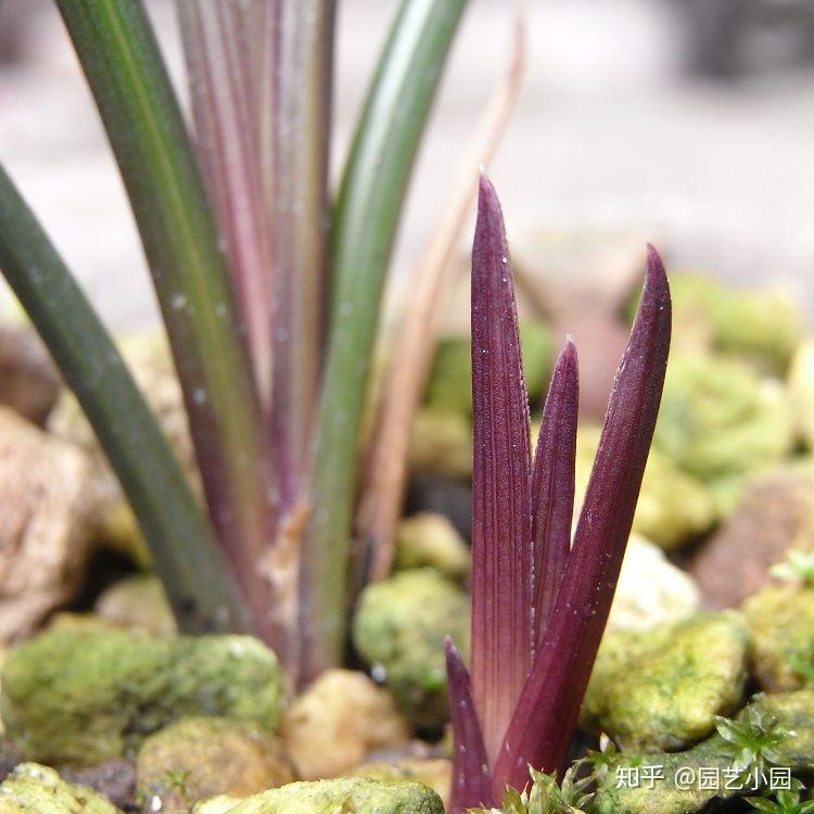 惠兰红香妃开品实拍图