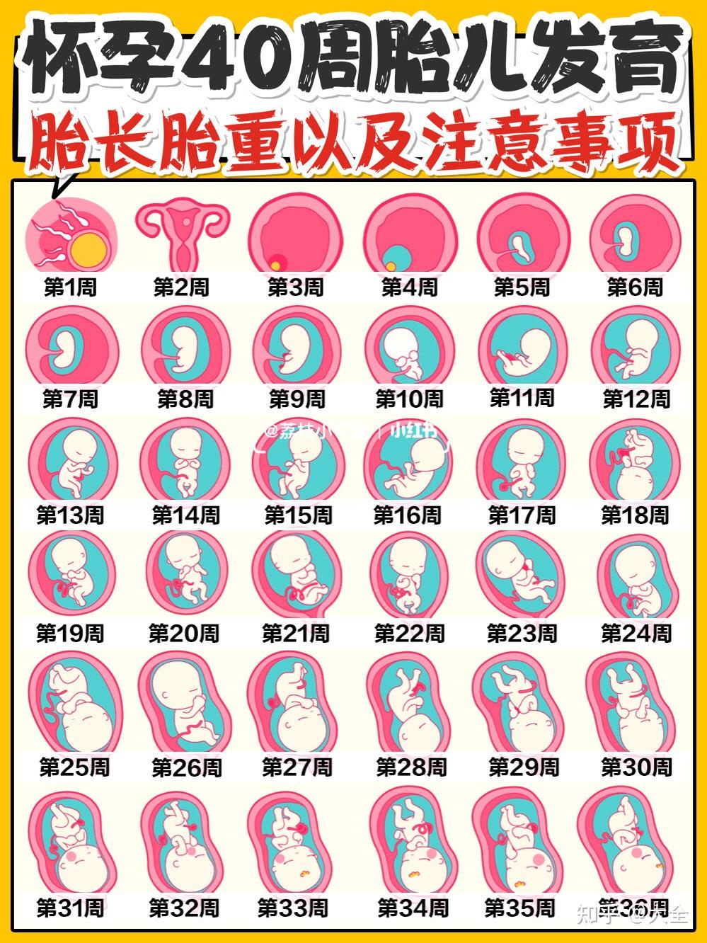 孕期1-40周|胎儿发育全过程变化和B超单解读! - 知乎