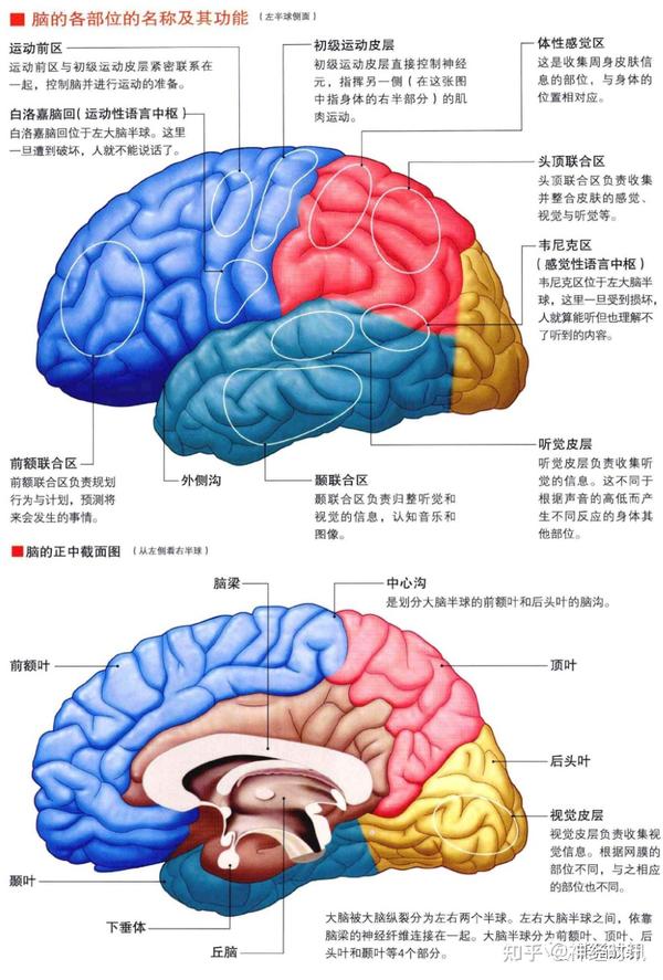 3D解剖丨头颈部、颅脑，满是干货速收藏 - 知乎