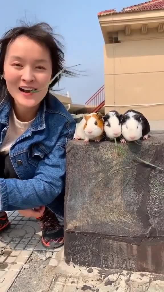 野兔5甜甜和来福带着小兔子去买零食没想兔子却被人抱走了