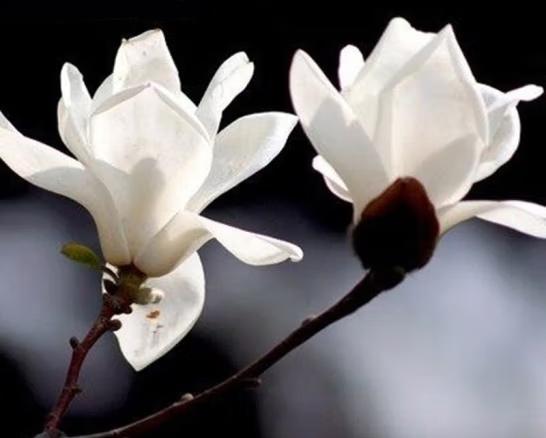 玉兰花瓣有哪些颜色?如何进行颜色区分? - 知乎