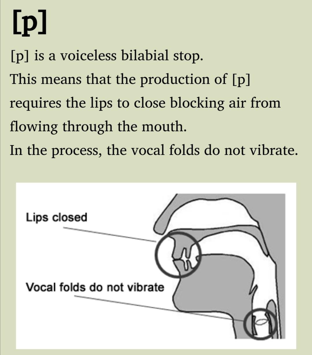 vocal folds图片