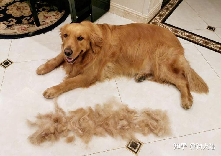 是很容易引起皮肤病的,这样就会导致狗狗大量掉毛,而狗狗也会因为身体