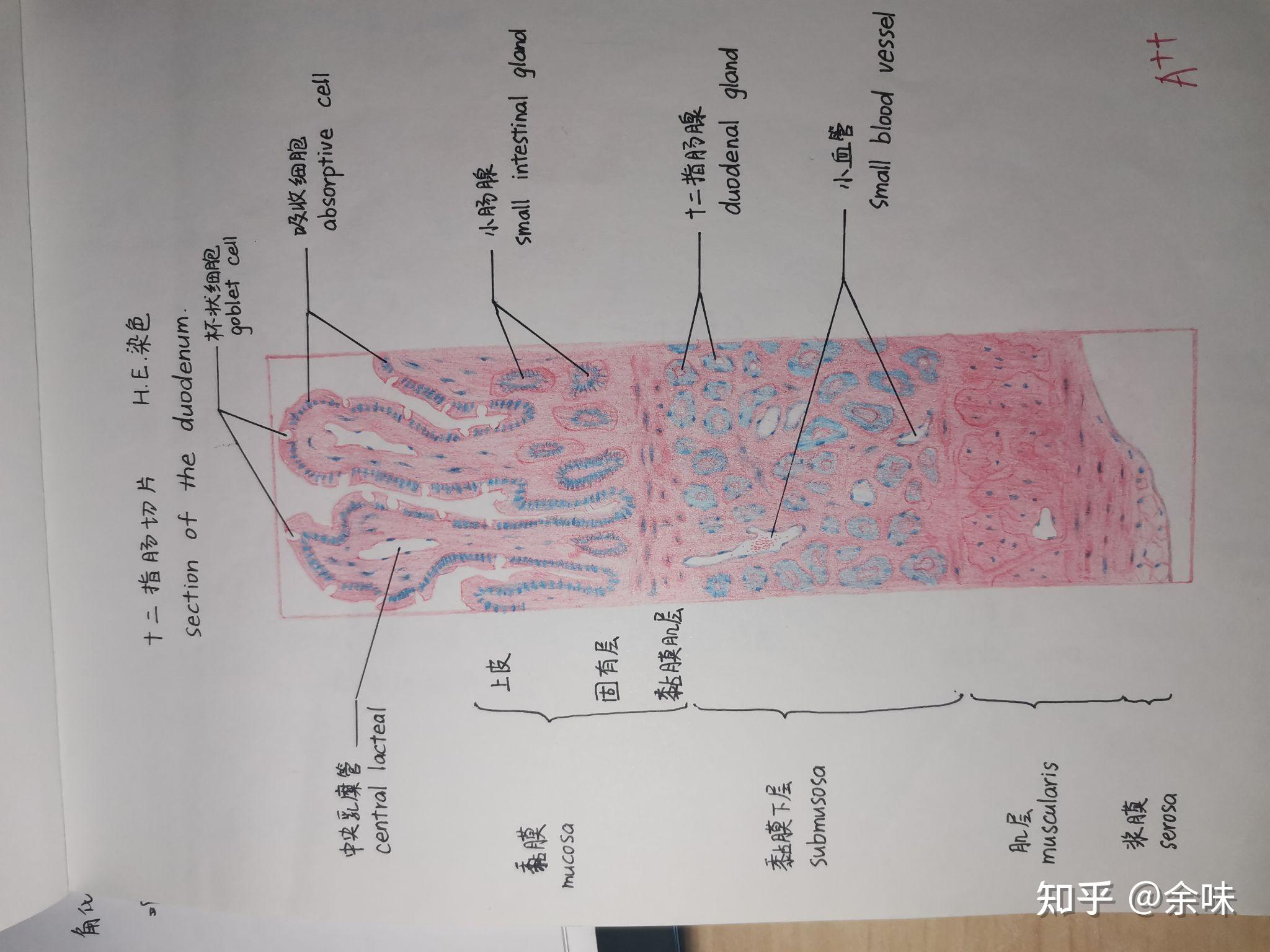 十二指肠红蓝绘图图片