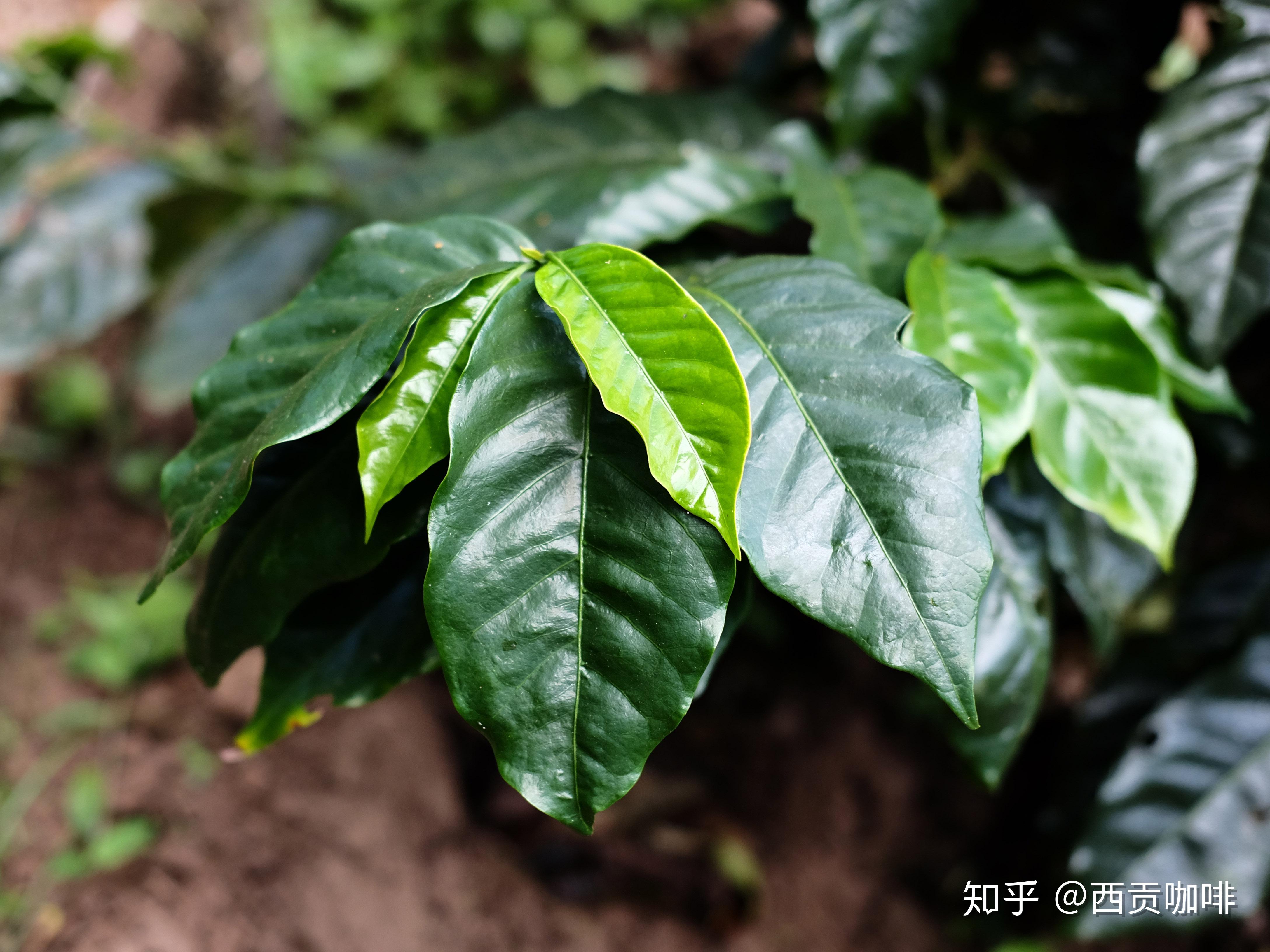 咖啡品种介绍之卡杜拉caturra