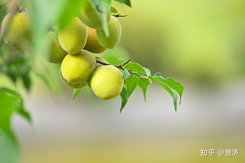 我种植过一棵白梅,结了3个果,当稀罕宝贝孝敬老母亲.