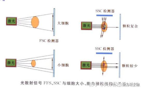 实验干货 | 流式细胞术基本原理,看这一篇文章就够了 - 知乎
