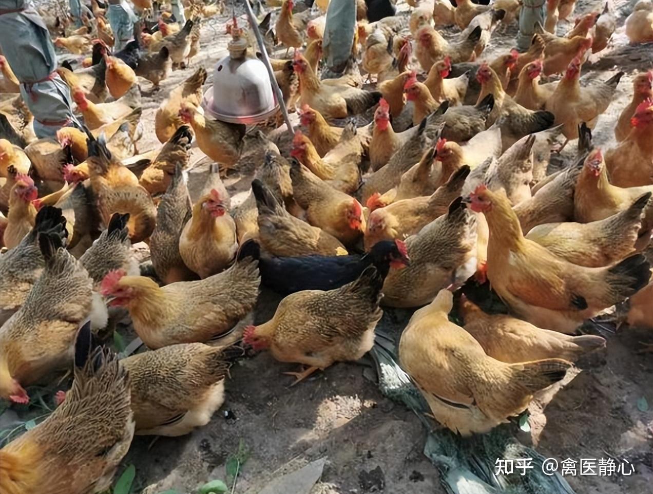 禽医静心谈如何让柴鸡夏季多产蛋怎样让鸡多下蛋呢 - 知乎
