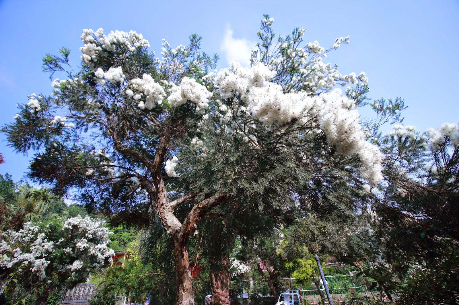 茶樹 英文名稱:tea tree 拉丁學名: melaleuca alternifolia俗稱:紙皮