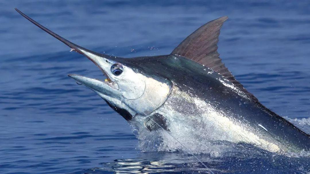 印度洋钓起400公斤的庞然大物几乎把船掀翻原来竟是海明威的爱宠