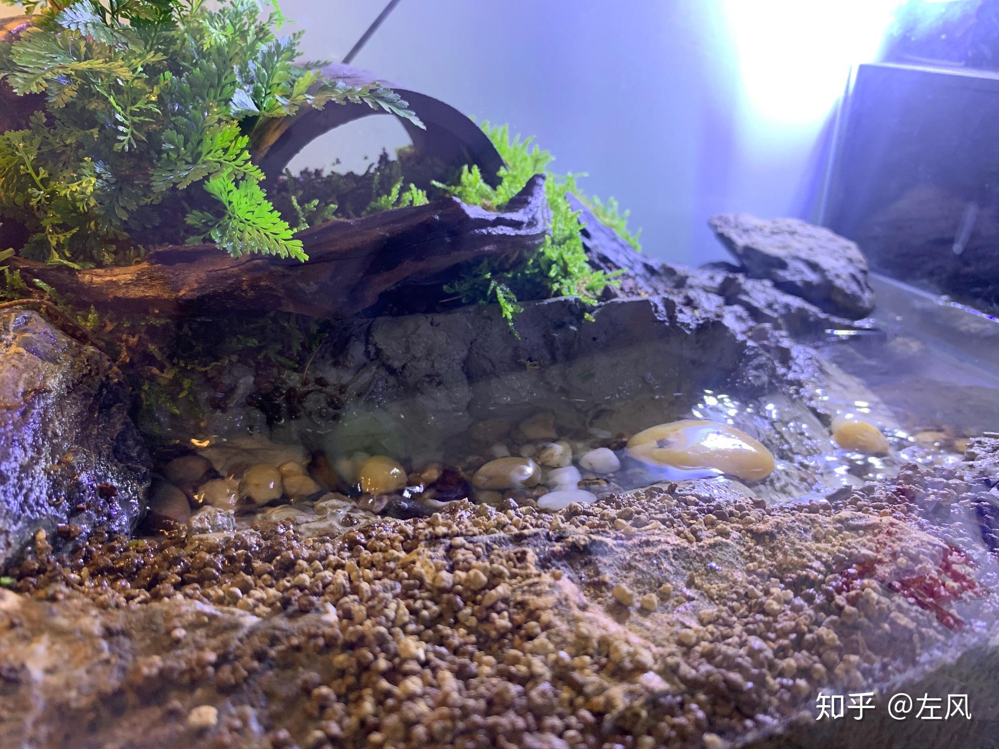 黄缘缸造景之60小缸的构建详细教学请私信