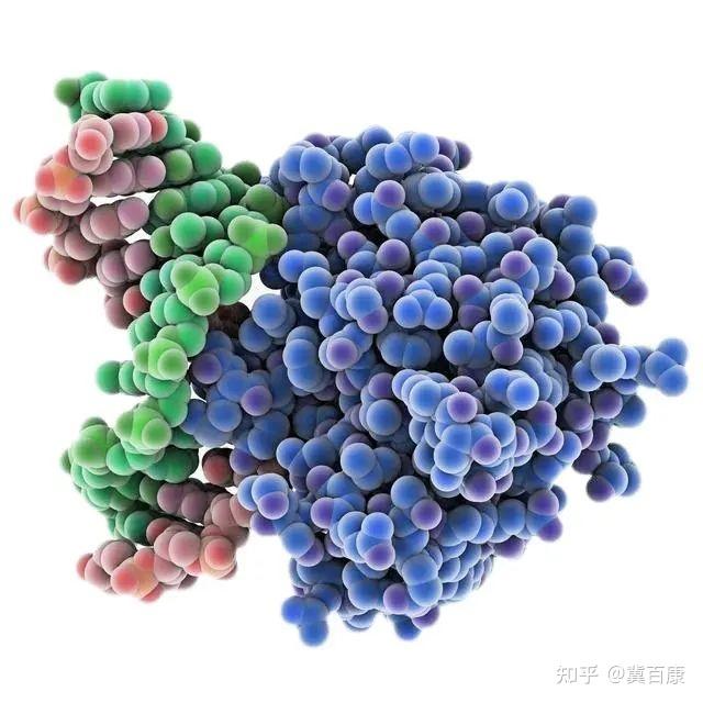 胰蛋白酶及重组胰蛋白酶的区别及应用 - 知乎