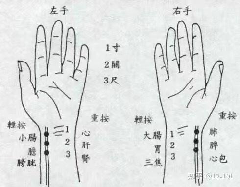 手上脉搏位置示意图图片