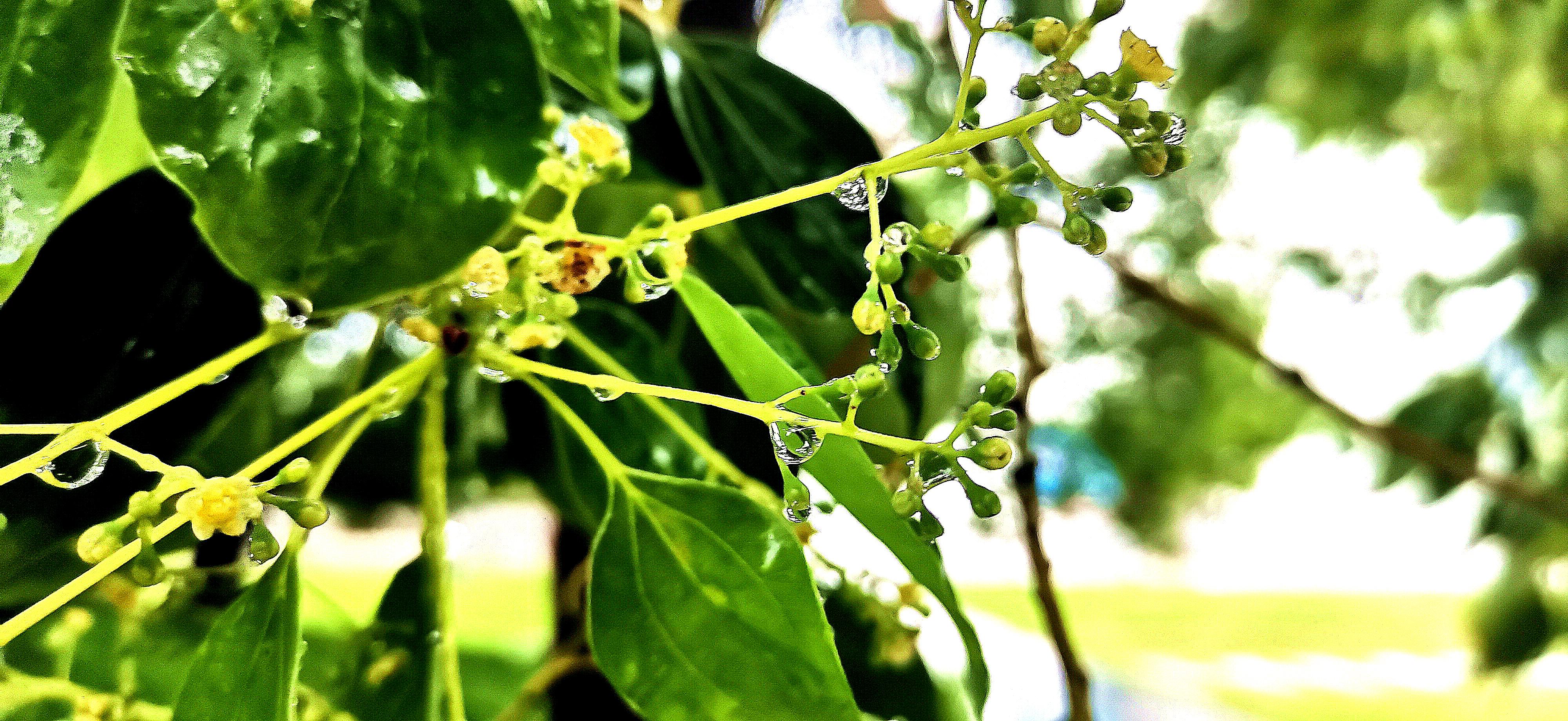 吉安视觉雨中的香樟树透着蓬勃的生命气息