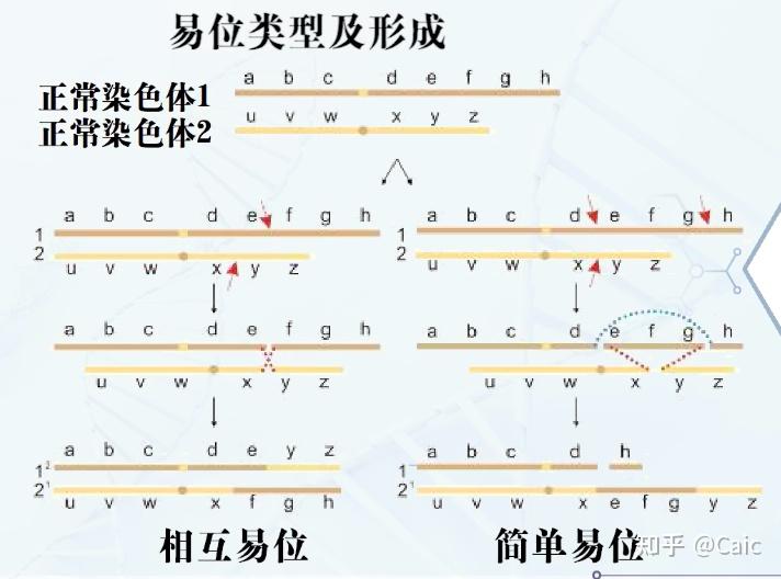 染色体结构变异易位图片