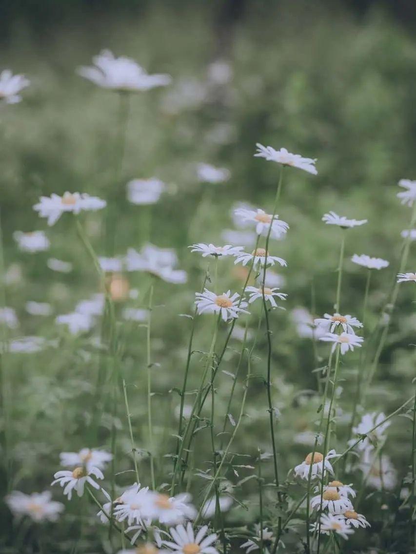 超级好看的绿色系壁纸,在这呢!护眼壁纸(绿色系列的壁纸)